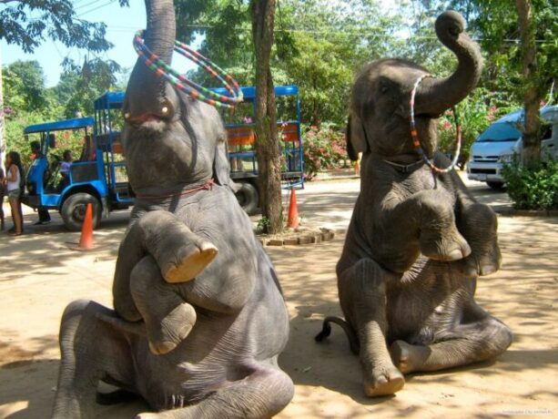 pattaya
