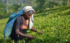 Бентота, Шри-Ланка: Достопримечательности Чайная фабрика в окрестностях Бентоты (Kumudu Tea Factory)