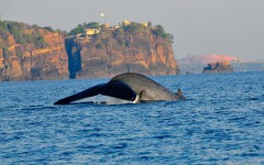 Калпития, Шри-Ланка: Достопримечательности Наблюдение за китами и дельфинами