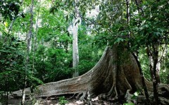 Нам Кат Тиен (Каттьен): Достопримечательности Древнее тунговое дерево